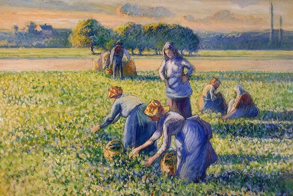 Camille Pissarro landscape painting The Pea Harvest depicting peasant women in long skirts gathering greens in a sunny field under a soft horizon.