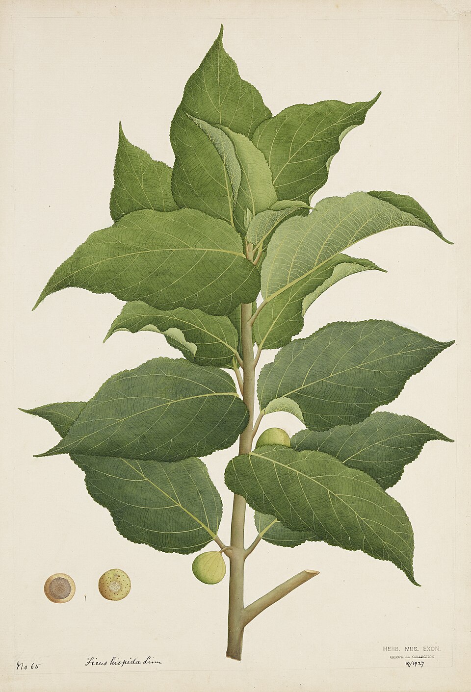 Early 19th-century Indian botanical painting of a Ficus hispida branch with large green leaves and wild figs from the Cresswell Collection.
